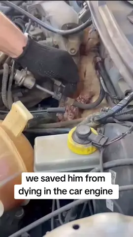 He was disoriented, feeling a lot of pain. When cats are in danger, they tend to hide - they know that, if injured, they become easy targets. And that's what Puru did: he hid in the engine of our car. He needs your donations to help him recover and get treatment  Donation link in the bio to support him #repost #catsoftiktok #catrescue #rescuekittens #catsfollowers #cats #straycatsoftiktok #communitysupport #catstiktok #unitedkingdom #usa #europe #germany #switzerland #furryfriends