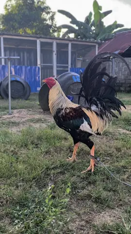 Cuma bisa  cinematic ayam😁😁#CapCut #ayampliphines🇵🇭 #berandafyp #pyfツ #peternakmuda #pencintaayam #ayamimportfilipin🇵🇭 #salamsatuhobby🙏🙏🐓🐓 #ar77gamefram 
