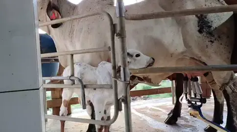 vaca Gir leiteira, recém parida 🔰📈#morfologia #deusacimadetudo #sóasmelhoresmúsicas #deus #minasgerais #viraliza #musica #gir #girleiteiro #viralvideo #gadodeleite 