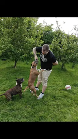 #forupage #staffordshirebullterrier 