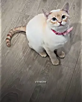 #foryoupage #trollface #viarlvideo #fyp #auraedits #francetiktok🇫🇷 #100millionviews 
