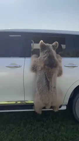 #humaidalbuqaish #حميد_البقيش 