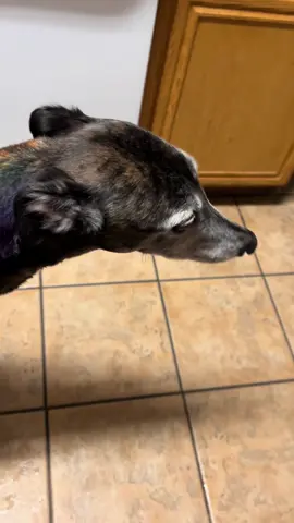 When mom didn’t take you somewhere on the weekend because she was busy so now even a ride to the grocery store seems fun. #dog #greyhound #retiredracinggreyhound #retiredracer #sighthound 
