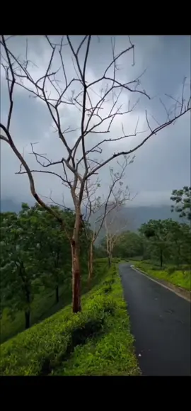 #ajmosambarabeimanhaiajmousampart2#urdusong#beautifulwearher#beautifulflowers#flowerlovers#windyweather#oldsong#oldisgold#classicsong#evergreen#forever#lovevibes#peacefulvibes#beautifulvideo 