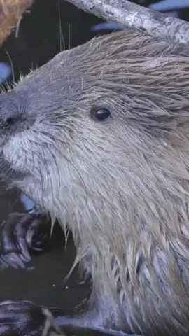 Did you know Beavers have orange teeth that never stop growing? #animals  #beaver 