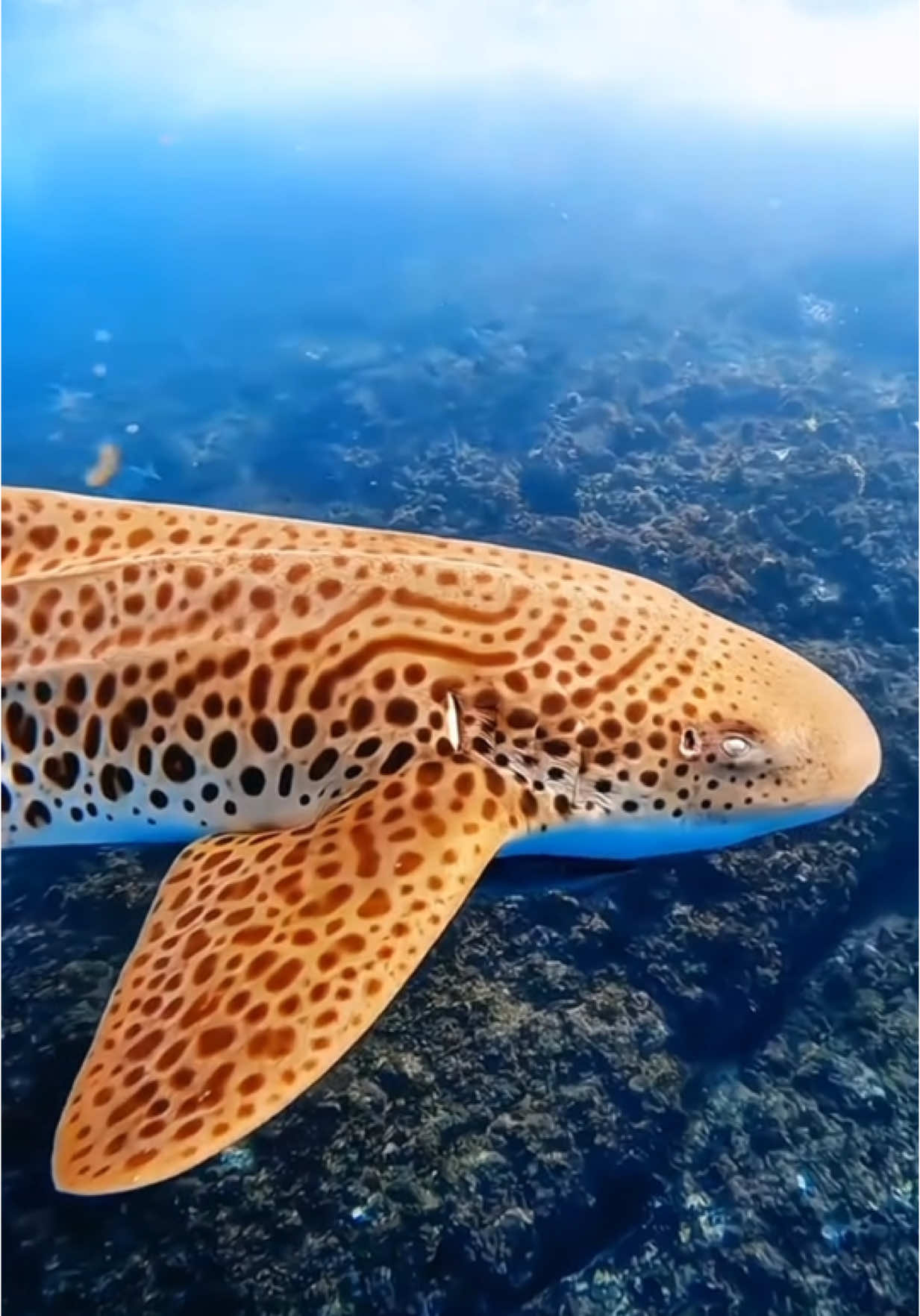 #aqua life#viata acvatica#водная жизнь#oceano #oceanlife #oceaneyes #ocean#filmes#filme