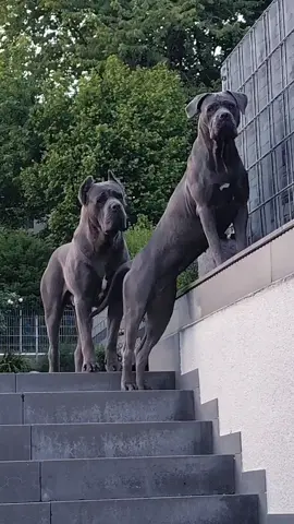 #ermincosic #thebest #canecorso #dog #foryou #canecorsoitaliano #bestfriend #guarddog 
