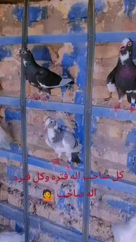 لعيون العراق #🇮🇶#