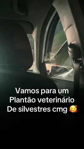 Se gostaram do vídeo, curtam e comentem para a parte dois 🥰🦎 . . . . . . . #BeardedDragon #gecko #leopard 
