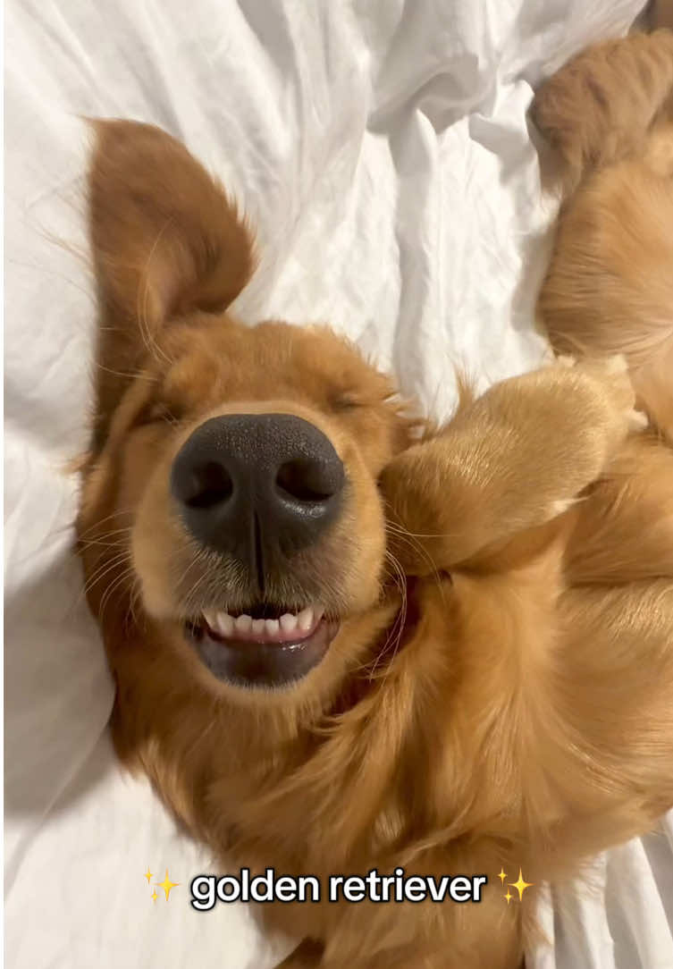 🤣😍 #goldenretriever #golden #cachorro #fy #goldenretrieverlife #cachorrosengraçados #cachorrosdotiktok 