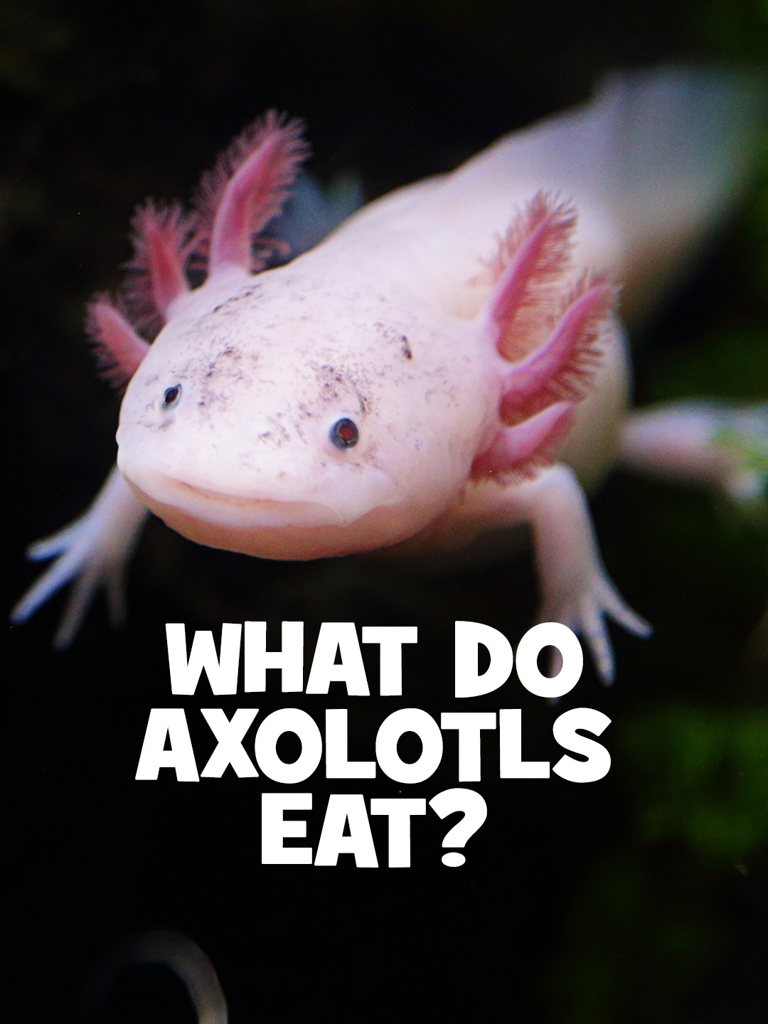 So... what do Axolotls eat? 🦎 Most of them eat small creatures like insect larvae, worms, even small crustaceans and fish... but Sandy Snacks-a-Lot is all about the ice cream. NATURE 🦎🍦🦎🍦🦎 #VTechToys #ItsMoreThanAToy #Nature #SandySnacksALot #Axolotl #axolotlsoftiktok