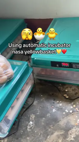 🐥#leystiktok #incubator #fyp #tiktok #rhodeislandred #bufforpington #blackaustralorp 