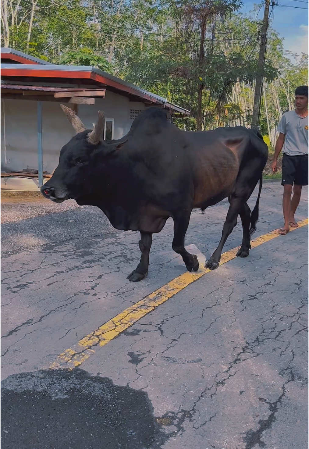 นาโยงไม่ได้มีดี แค่หมูย่าง ❤️ #โหนดเพชรบุญมี #เสือใต้ #ตรังหวานมาก 