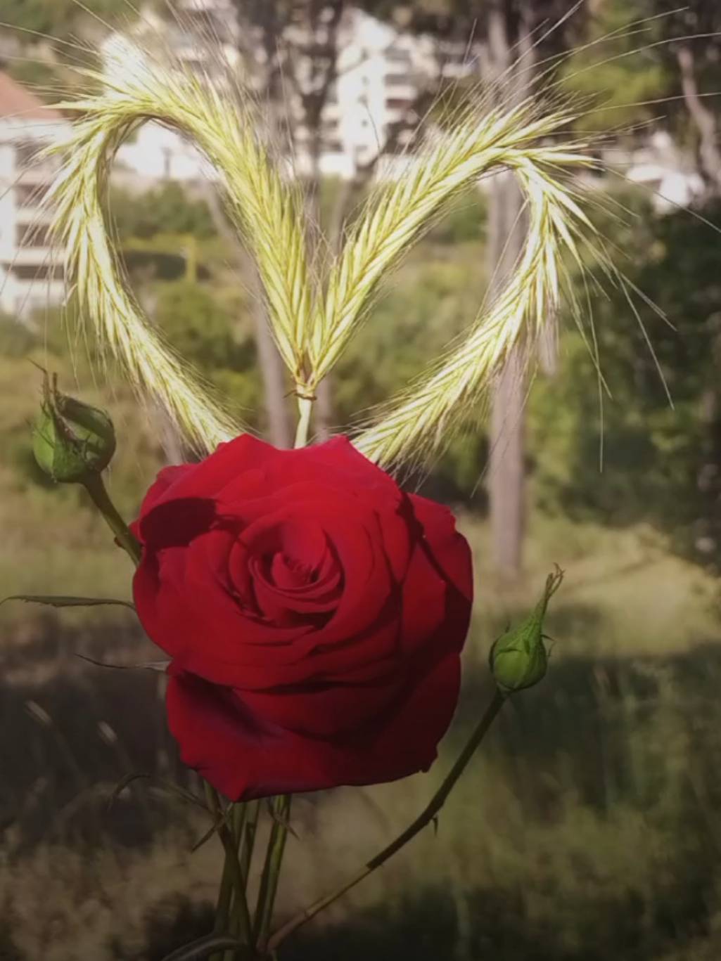 انت الغلا والعيد من قبل اعيد ❤️#منشن #منشن_للي_تحبه #عيد_الاضحى #كل_عام_وانتم_بخير #عيد_سعيد #العيد #viral #top #amazing #beautiful #rose #flowers #اكسبلور #تصميمي #تصويري #lavendr81 #تصميم_فيديوهات🎶🎤🎬 #ترند_العيد #شعر #قصايد_شعر #CapCut 