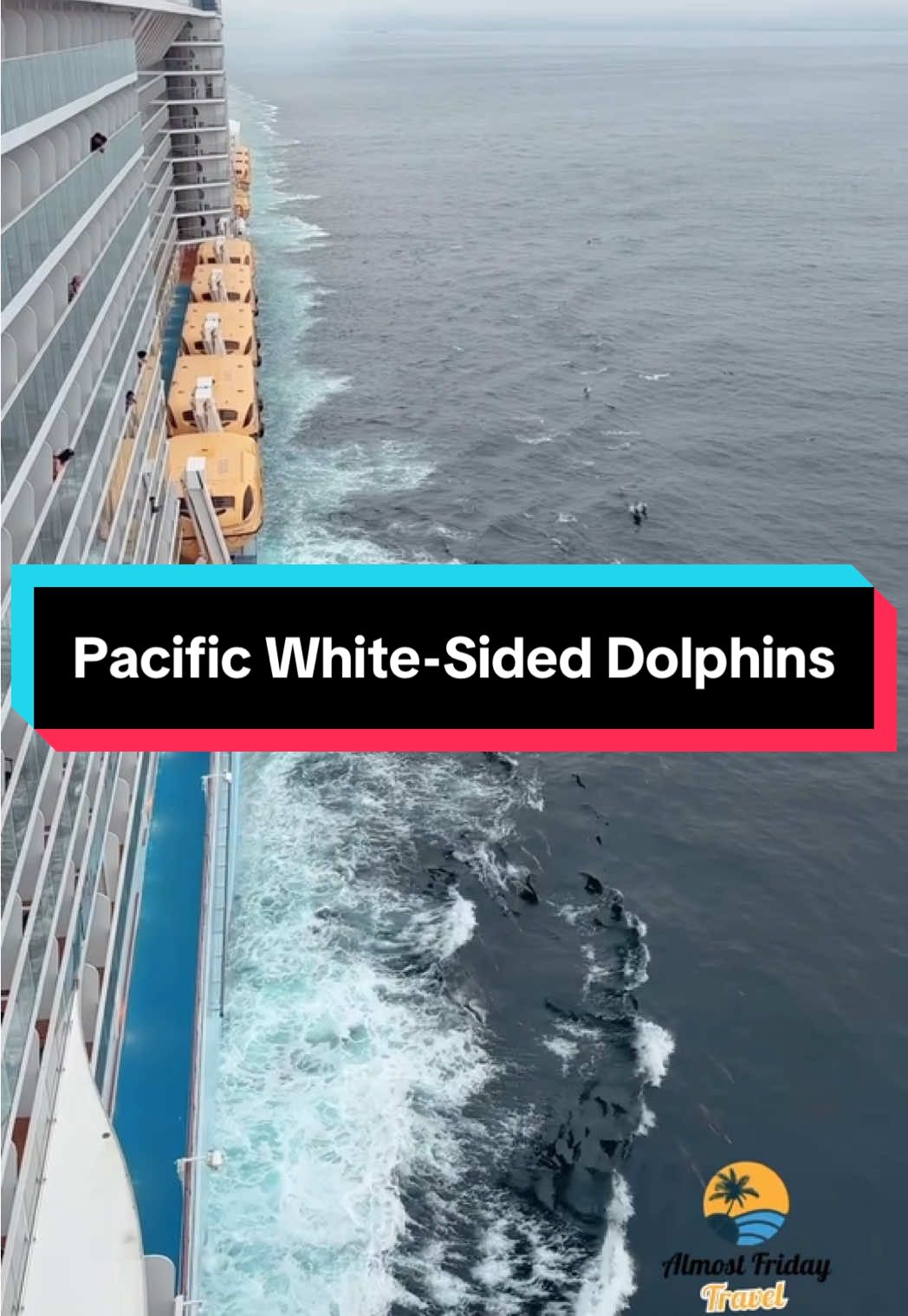 We are always on the look out for wildlife during our cruises…we got lucky and had a pod of Pacific white-sided dolphins escort us out to see as we left Ensenada, Mexico. #royalcaribbean #rccl #carnivalcruise #norwegiancruiseline #ncl #disneycruiseline #celebritycruises #princesscruises #msccruises #virginvoyages #cruiselife #travel #travelmemes #cruisememes #travelfunny #cruisefun #almostfridaytravel