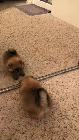 When you find yourself #pomeranian #pomeranianpuppy #pomeraniansoftiktok #dogsoftiktok #tiktokdogs #animalsoftiktok #tiktokpom #doglover 