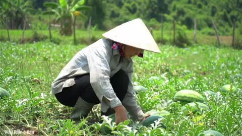 Nụ cười chân thật trên ruộng quê #thuhoachdiahau #nguoidanviet #phunuVietNam #nongthonviet #VietnameseWoman #WatermelonHarvest #RuralLife #Hardworking #AuthenticVietnam #NorthernVietnam