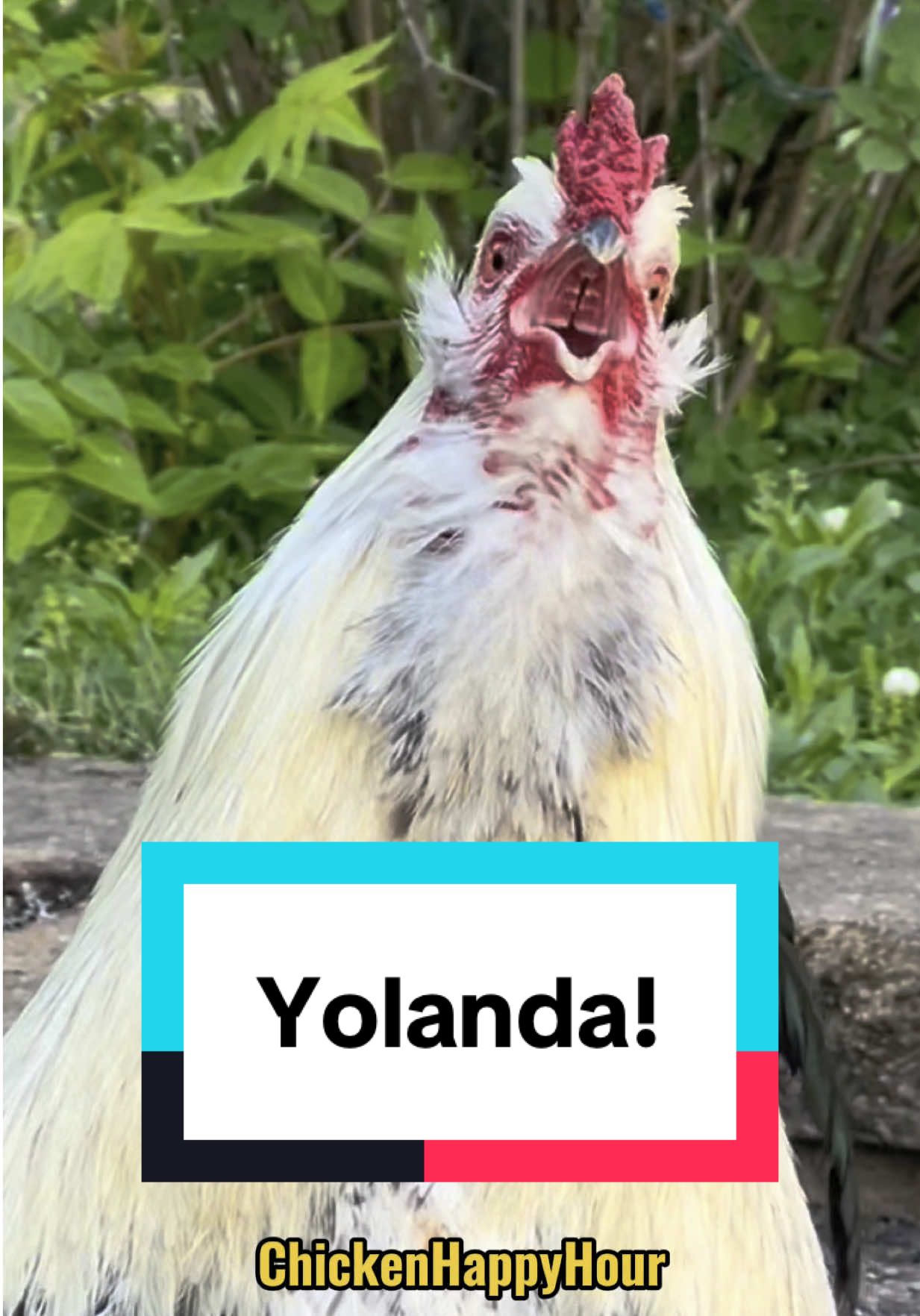 Yolanda! #yolo come answer Frankie’s call! #yolanda #yo #yoyo #rooster #chickens #memesdaily #funny #chickenhappyhour  