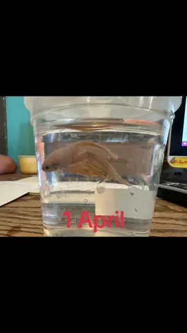 My betta, Hannibal Kendrick Lamar. Watching fish is how I destress.  #betta #bettafish #myhobby 