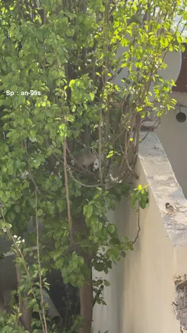 #اكسبلورexplore #الجنوب #fyp #النماص #foryou #قهبي #حجل_بري #صيد #تنومه 