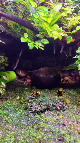 🐸 Poison Dart Frog — a tiny masterpiece that says, “Stay away, but be amazed!” 💛🖤 Its yellow and black colors don’t just shine — they shout a clear message in nature: I’m dangerous! 🌿 It lives quietly on the forest floor, yet every move grabs attention. ⚠️ Toxic in the wild, but completely safe in proper care — a fascinating exotic companion. 📍 Now at Rayong Exotic Shop — come meet one of nature’s most colorful secrets! #poisondartfrog #exoticpets #froglover #uniqepets #naturelover 