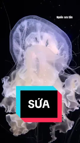 Ngó cũng chill chill. #haidangaqua #hải_đăng_aqua #sứa🐙 #jellyfish #cuteanimals 