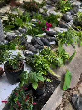Pengiriman dari Kota Batu Jawa Timur😎 #tanaman #tanamanhias #kebun #mulyosekar #petanimilenial #berkebun #jualonlinetiktok #kebunku #suplayer #jualan #fupシ゚viral #fyp #florist #kembang #bunga #fypage #fouryou #fy 