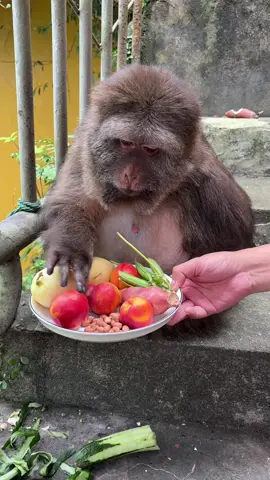 xingxing likes to eating everything #monkey #monkey #xingxing #cute #lovely 