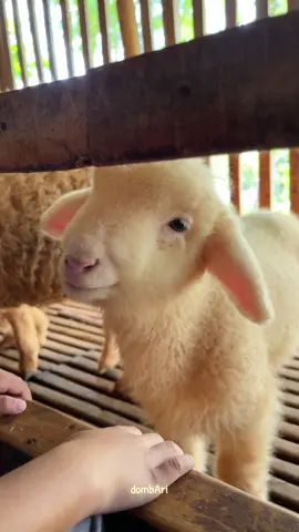 Anak kecil gemes sama anak domba😅#dombamerino #dombajatim #dombalucu #anakdomba #gemes 