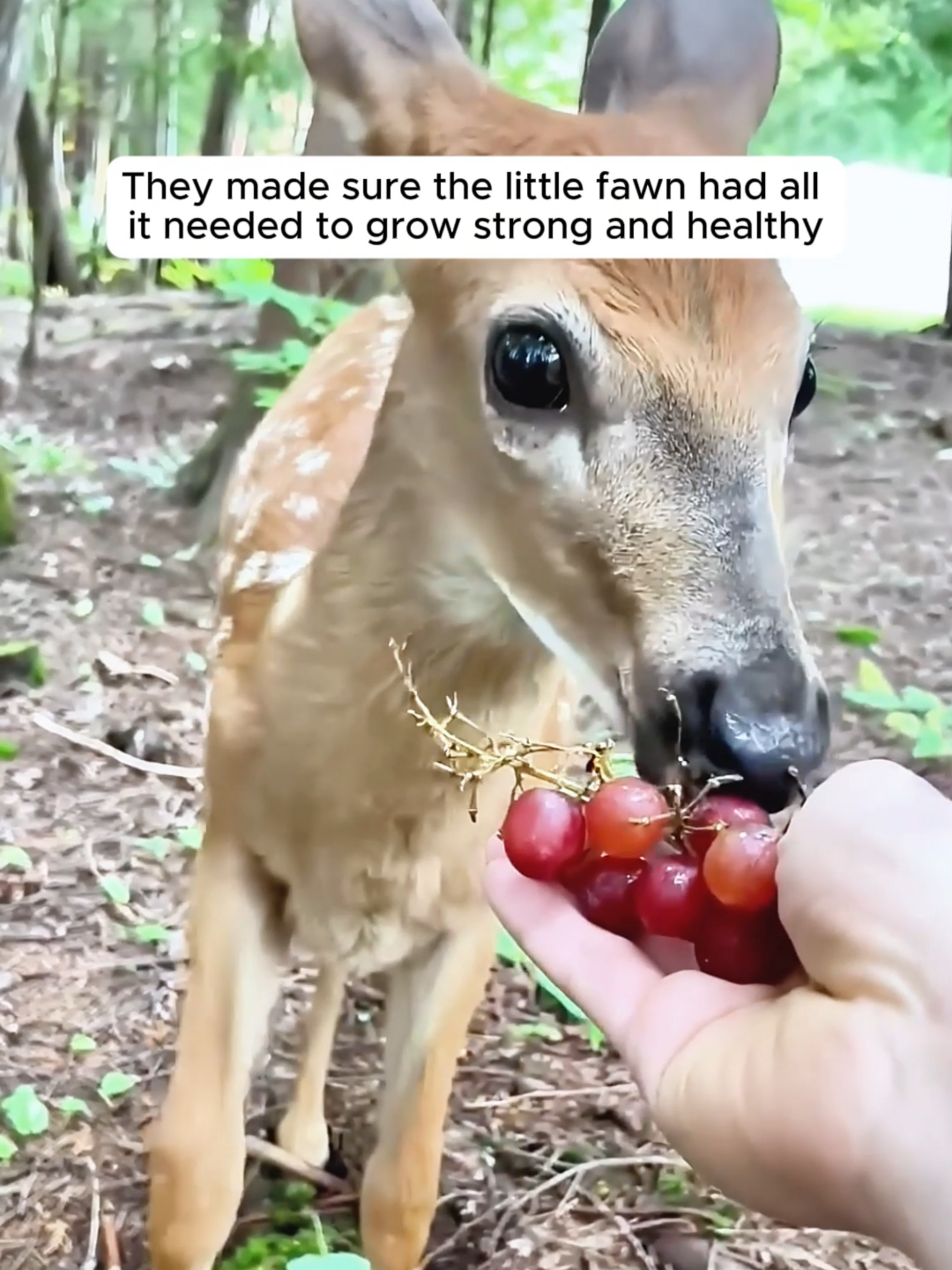 A family saved a young deer trapped in a ditch and then ... #animals #animalsoftiktok #aniamlsoftiktok
