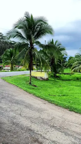 Detrás de cámara 🎥 pronto un video sobre la producción de cacao 🎥📸#cacao #produciones @✞︎𝖒𝖆𝖞𝖐𝖔𝖑 507🇵🇦 @Elí Otoniel Abrego @𝖊𝖑𝖎𝖊𝖟𝖊𝖗 ²² pty 🐎🇵🇦 