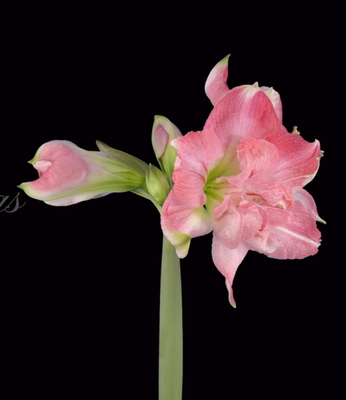 cause you’re just a man💔 #fyp #flowers #lanadelrey 