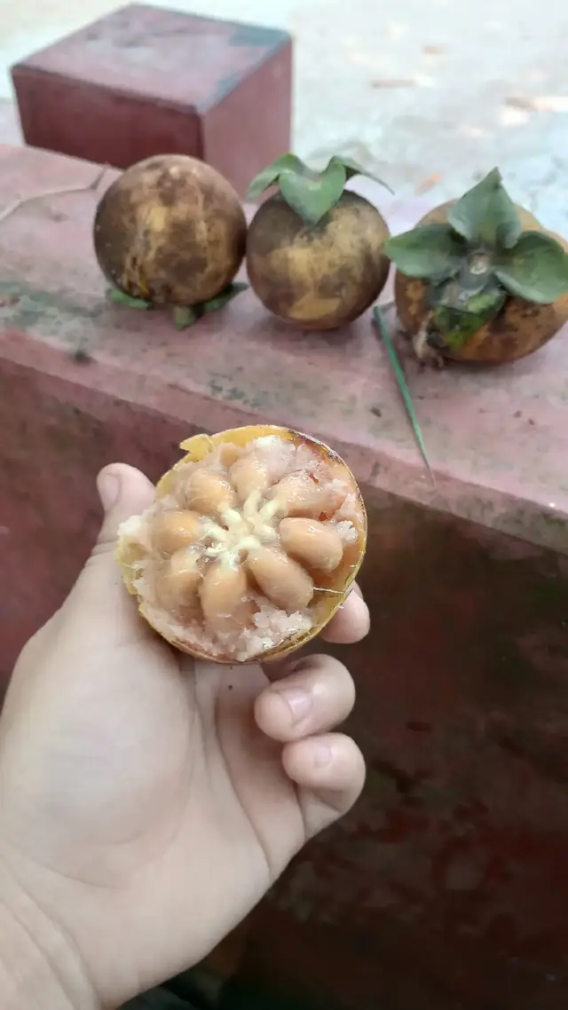 বহুদিন পর গাব খাইলাম...🙃