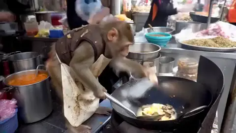 POV : Monkey chef's business growing day by day. He's forever busy during peak hours #🔥 #chef #monkeyoftiktok #wow #busy #stirfry #tasty #lunch #disclaimer : No copyright infringement intended. All rights belong to their respective creator(s) Just for fun/amusement purpose NO commercial gain. If I've violated your copy right, do let me know, I shall remove it #aigenerated  #tiktokcooking #fyp #ofw #foryou #funnyanimals #ai  #xuhuong #memes #fpy #foryoupage #aicreation 