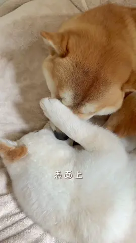 🍞别羡慕情侣,因为他们私底下是这样的......#柴犬 #狗狗的心思都写在脸上了 #情侣 #恋爱 #情侣日常