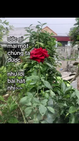 yes I do em xe mai la vo cua anh #lethi_1503_🧸 #xuhuong #dnnxuhuong #fyp #utthuy 