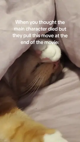 Lilo, the cat who lived. #catsoftiktok #cattok #orangecat #orange #orangetabby #lilo #onebraincell #movie #meme #fyp #funny #favoritecharacter #transformers #linkinpark #whativedone #michaelbay  