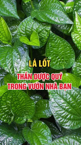 Lá Lốt - Thần Dược Quý Trong Vườn Nhà Bạn! #lalot #suckhoe #songkhoe #songkhoemoingay 