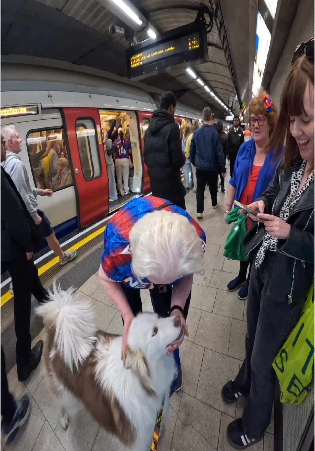 Interactions with my dog!!  #husky #dogs #viral #pets #fyp #foryou #dogsoftiktok #tube #viola 