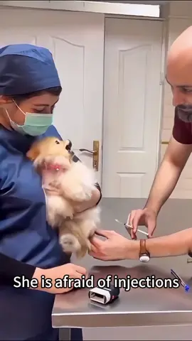 The dog is afraid of the veterinarian #pet #funny #foryou #tiktok 