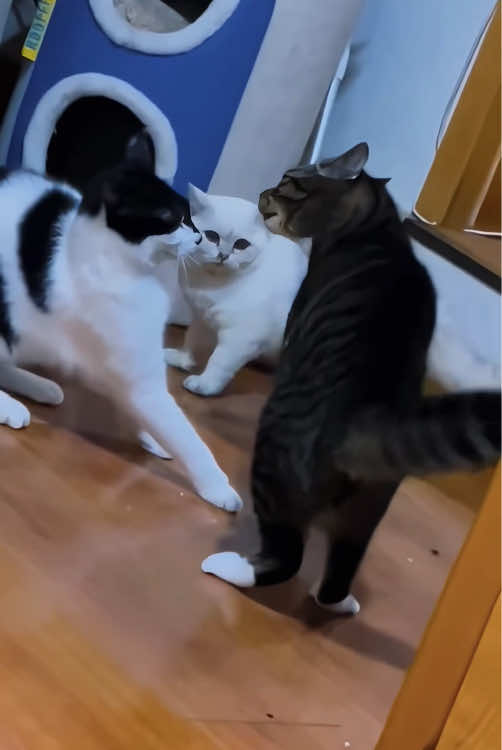 Cat wwe 🥊 (Ultimate Fighting Championship)#pet #funnyvideos #fyp #catsoftiktok #cute #cat #funny #foyou #WWE #UFC ##funnycat 