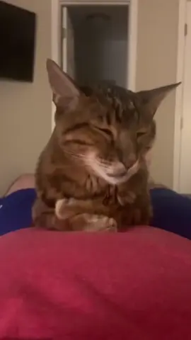 His face says it all #cat #catsoftiktok #funnyvideos #fyp #pet 