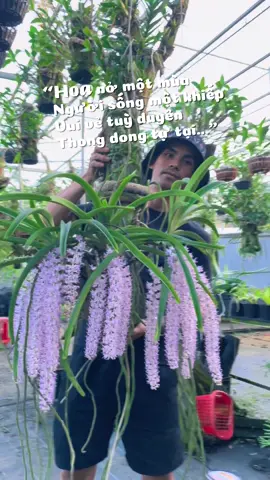 #chămsóchoalanmỗingày giề chồn nở rực rỡ 
