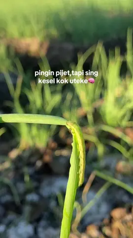 🫣🫣 #fyp #ternosontek #bawangmerah #petanibawangmerah #petanimuda #sawahpedesaan #bahanswmu #petaniindonesia🇮🇩🇮🇩🇮🇩🌿🌿 