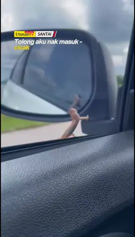 5 JUN 25: Bergegar kepala cicak 😁. 📽 milik @ismaisam8889 #fyp #trendingnewsmalaysia #beritaditiktok #cicak 