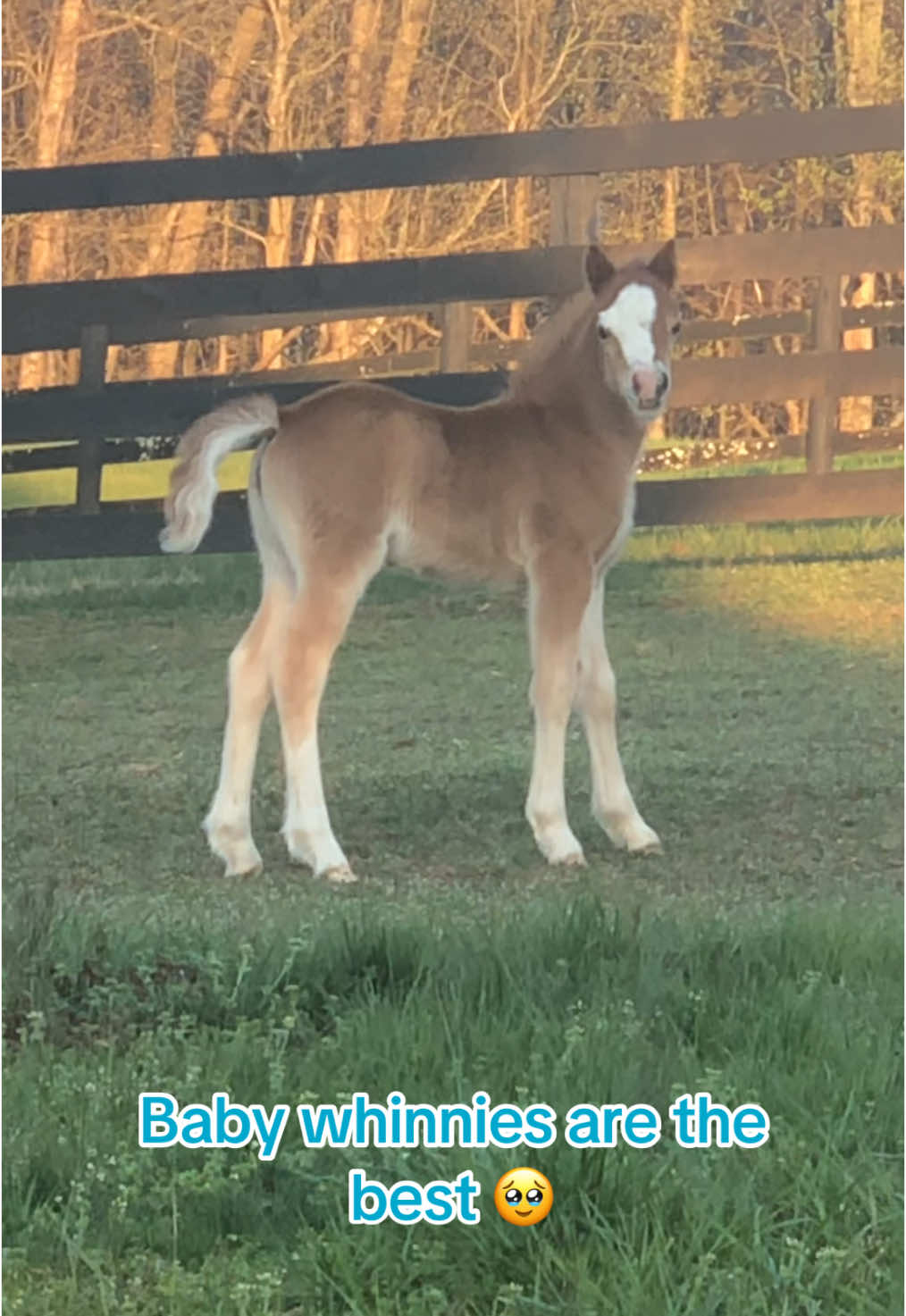A classic, baby Bitsy!  • • #babybitsy #bitsy #skylinehibiscus #skylineponies #fenwayponiesfenwayfarm #throwbackthursday #farmlife #pony #ponies #welshpony #farm #virginia #welshponies #ponyfoal #foal #babywhinnies #babywhinniesarethebest #babyhorse #ponybreeder #poniestiktok #tiktokpony #fyp #cute #babyanimals 