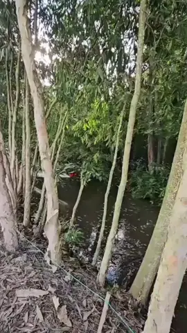 con nước đông đây nuôi tình ta năm tháng..