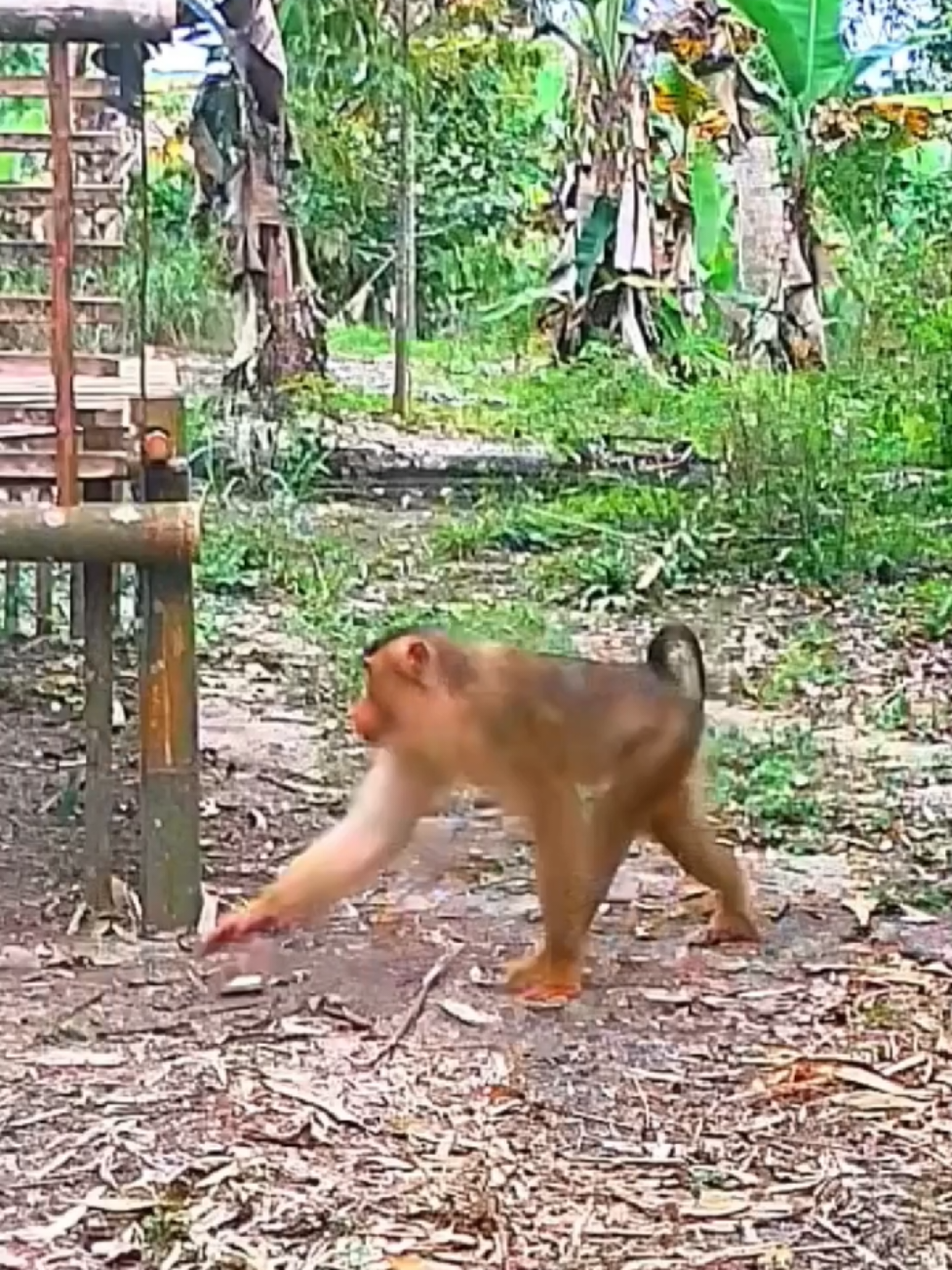 Perangkap ini berhasil dapat beruk satu ekor #berukliar #perangkapberuk #banon 