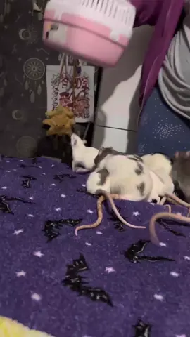 my babies. They are my guys, little dudes.#rat #ratsoftiktok #petlover #petrats #fancyrats 