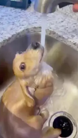 a fish in disguise 🐟 (ig winnieduhwienerdog ) #dog 